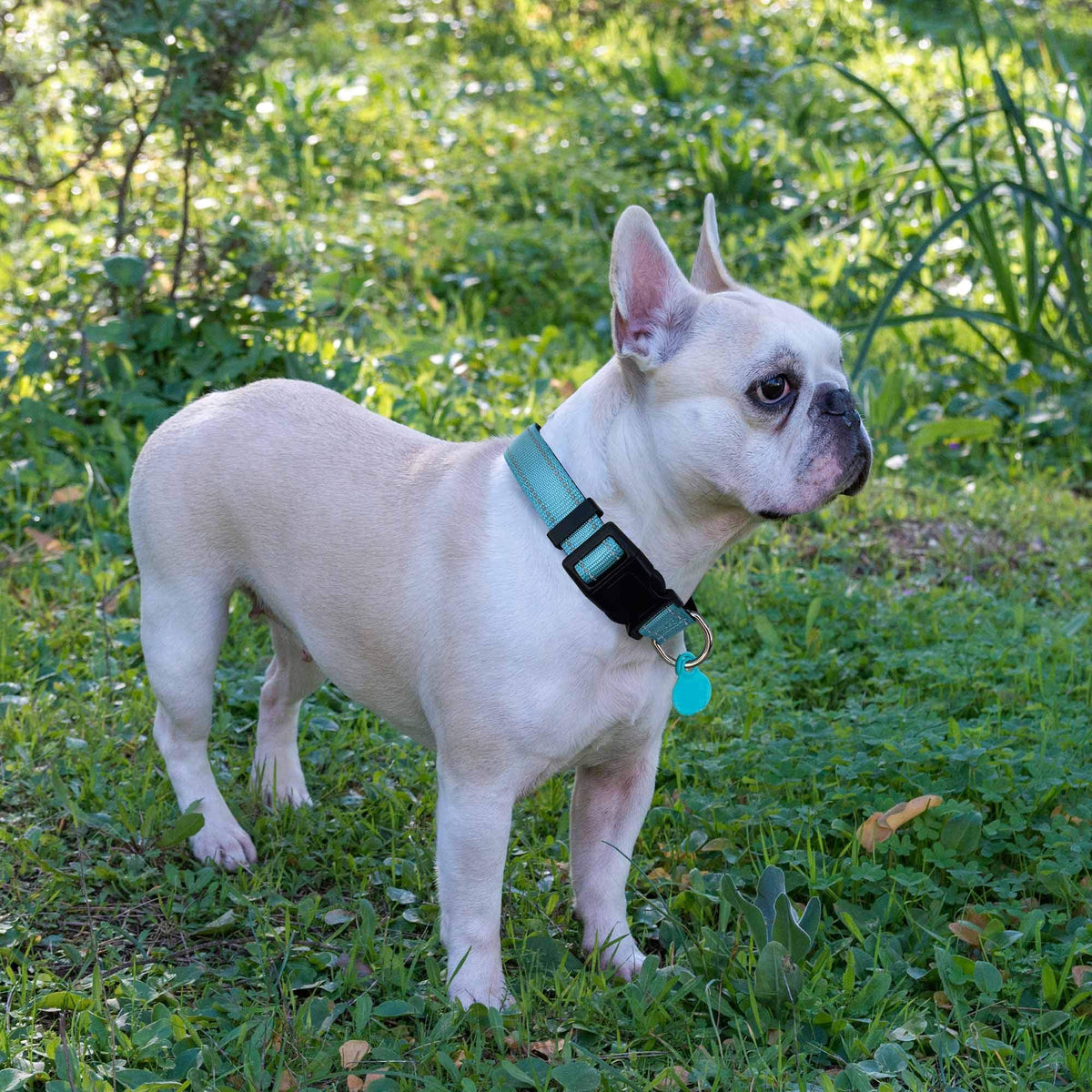 Reflective Padded Dog Collar with Neoprene, Medium, Turquoise J151