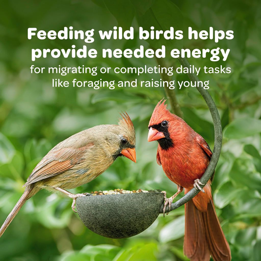 Nyjer Seed for Finches & Other Wild Birds, 20 Pounds B2228