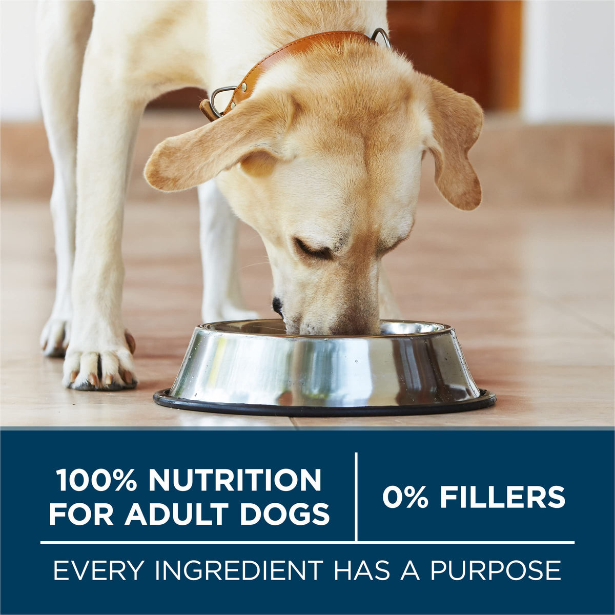 Adult Large Breed Dry Dog Food Chicken 40 lb Bag R5286